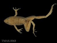 藏品(澤蛙)的圖片